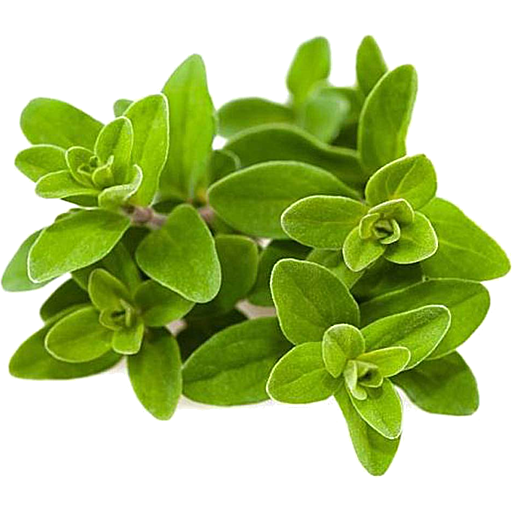 transparent-plant-flower-leaf-herb-marjoram-marjoram-la-manna-fresh-online-store5e7039c7df6997.7932419215844131279151
